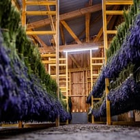 Visite guidée de la Lavanderaie avec le producteur et démonstration de distillation
