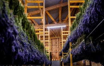 Visite guidée de la Lavanderaie avec le producteur et démonstration de distillation